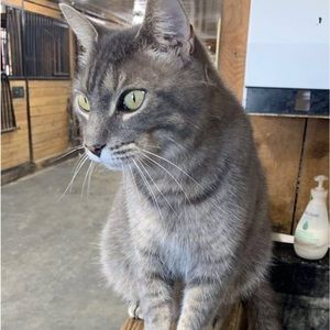 Meet your Posher, Geselle